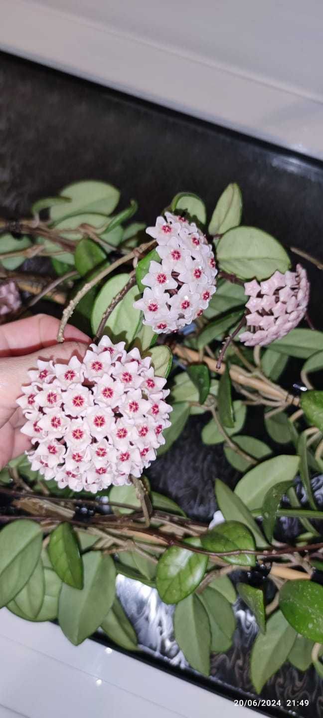 Hoya/Хоя (различни видове)