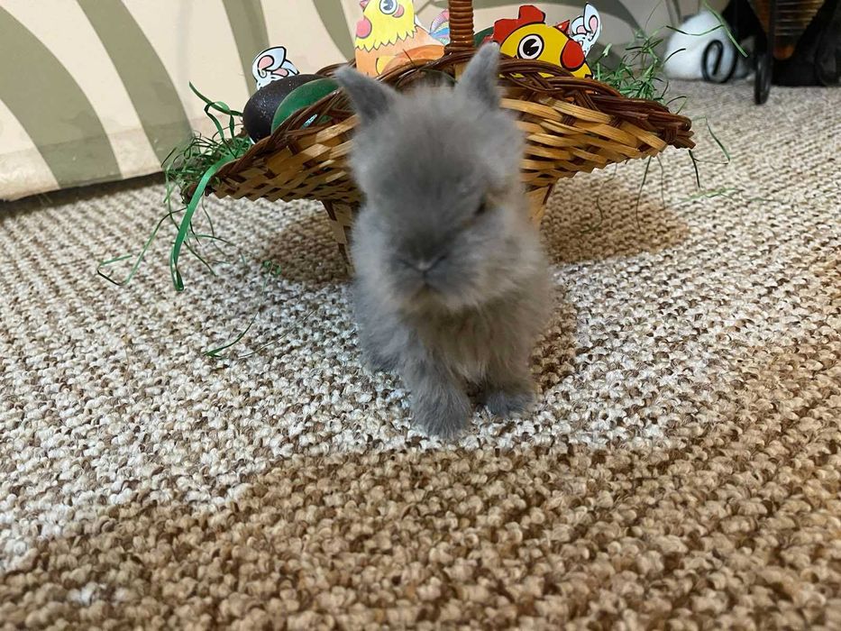 Декоративни зайчета