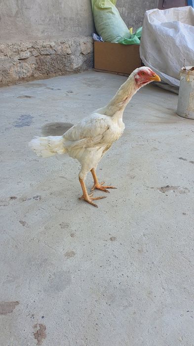 Oq dakan mokionla sotiladi