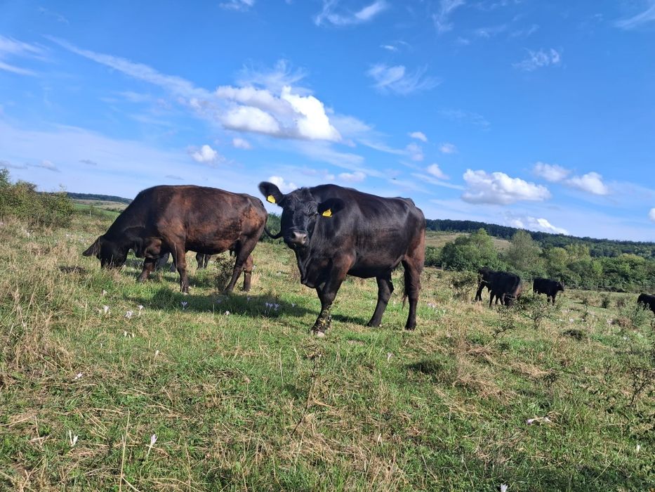 Vand lot de 12 vaci angus