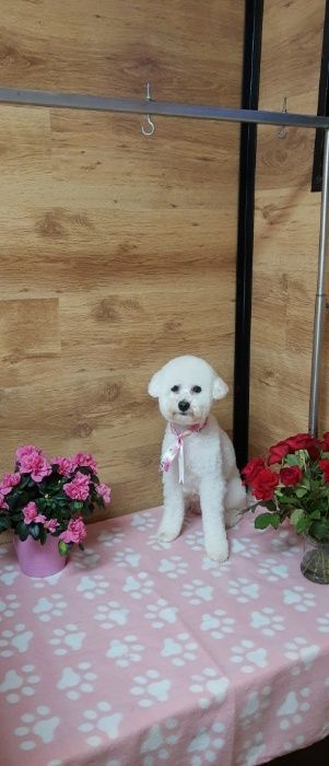 Salon Canin si Felin Timisoara