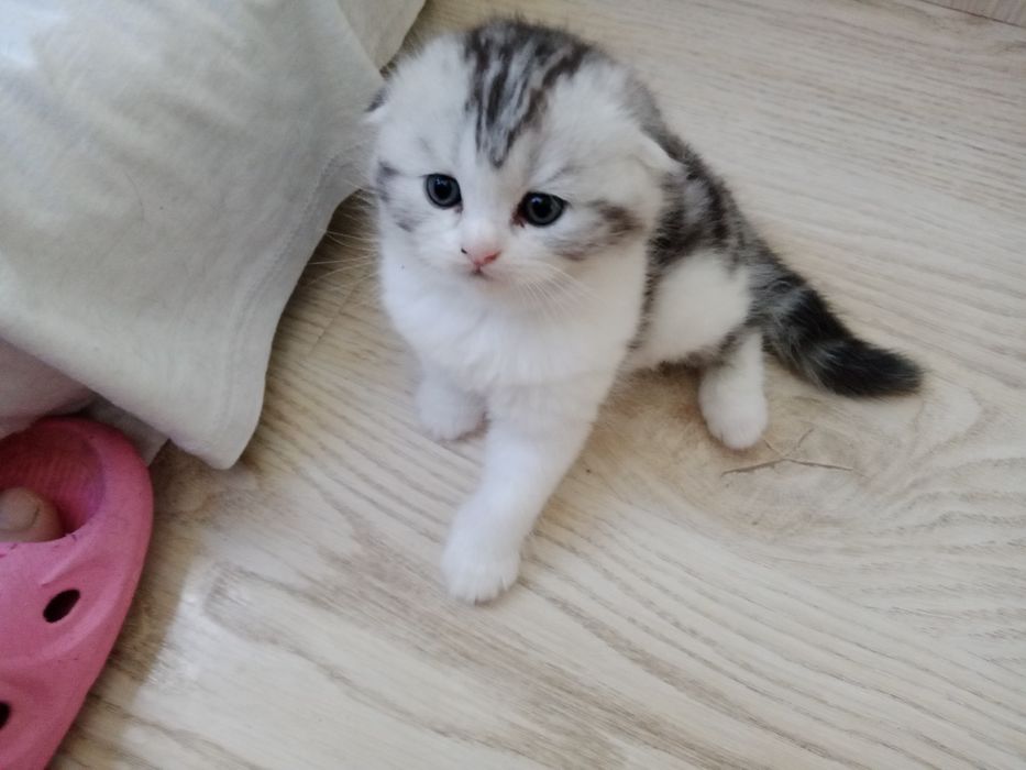 Роскошные котята Скоттиш фолд и Страйт биколор , мрамор.