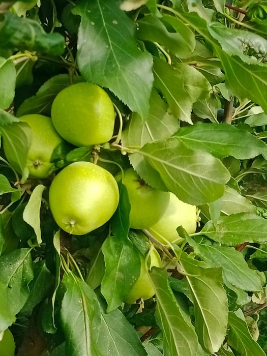 Продам земельный участок