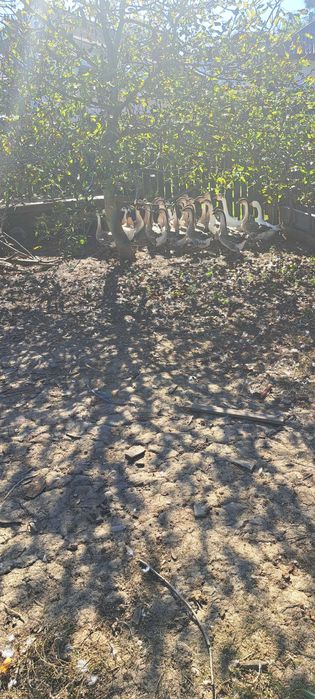 Gâște crescute cu cereale și iarbă verde