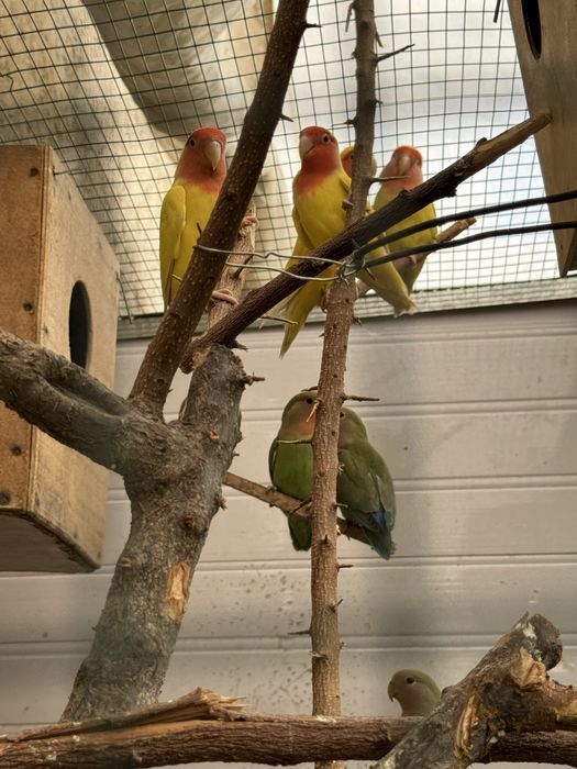 Sariq nerazluchkalar