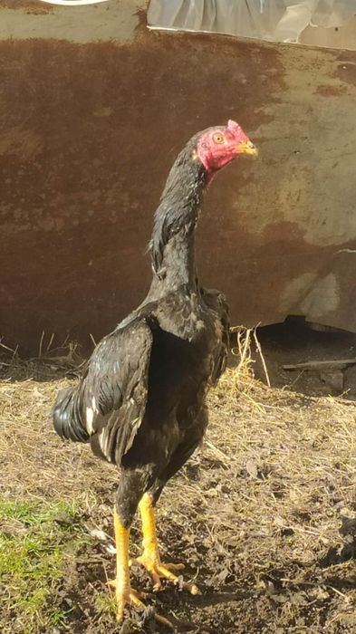 Продам петуха дакан