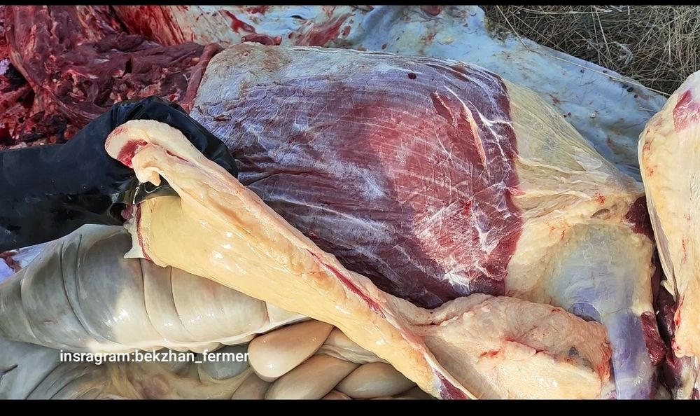 Жылқы еті сатылымда