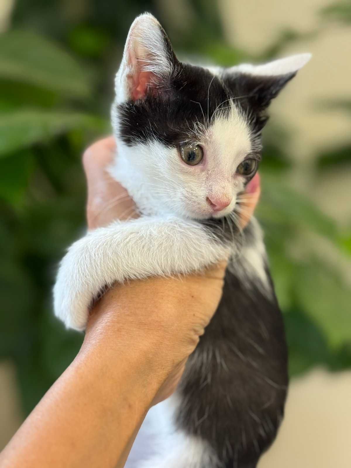 Мъжко коте си търси дом