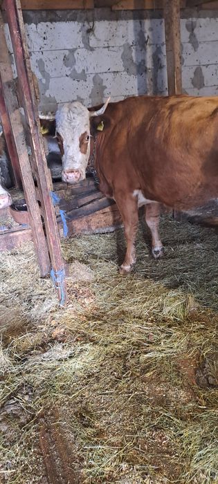 Vind vacă 5ani gestantă