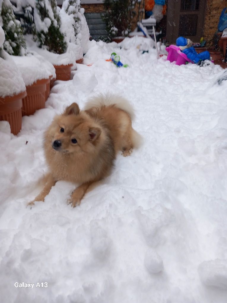 Vand Pomeranian vulpe