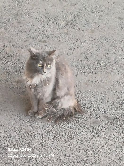 Одам Кошку мышеловку