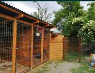 Pensiune canina / Cazare caini