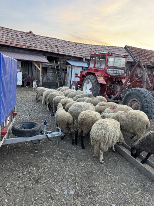 Oi si miei de vanzare sau schimb