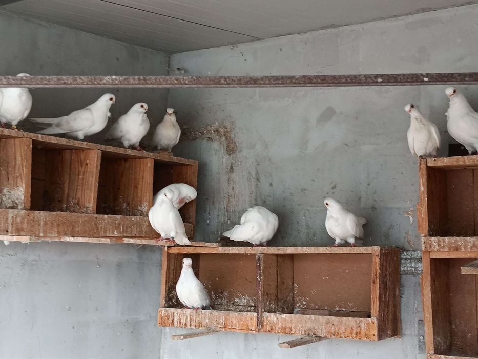 Бели персийци свободни