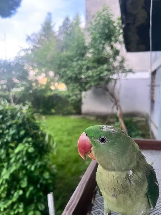 Papagal Marele Alexandru