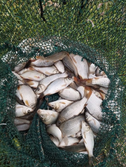 Балик лар бор таварни, сигалетка, малёк семича