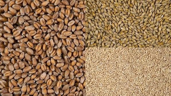 Продаем зерновые культуры (Пшеница, ячмень, и тд.)