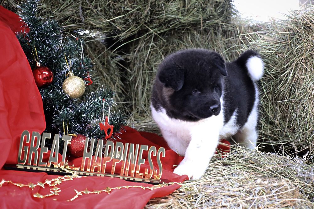 Перспективные щенки Американской Акиты