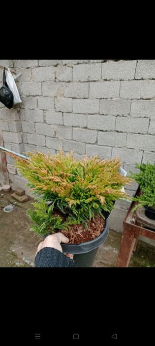 Можжевельники разных видов