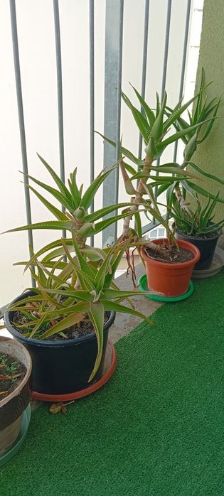 Vând plăntuțe de aloe vera