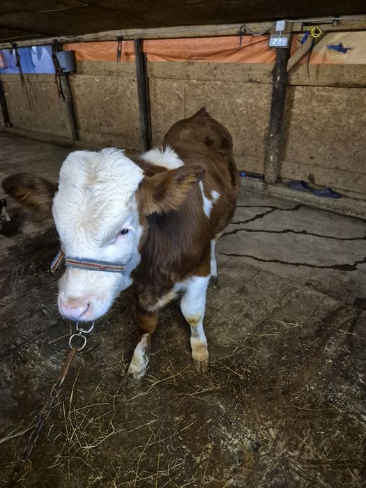 Vand vițel rasa baltata românească