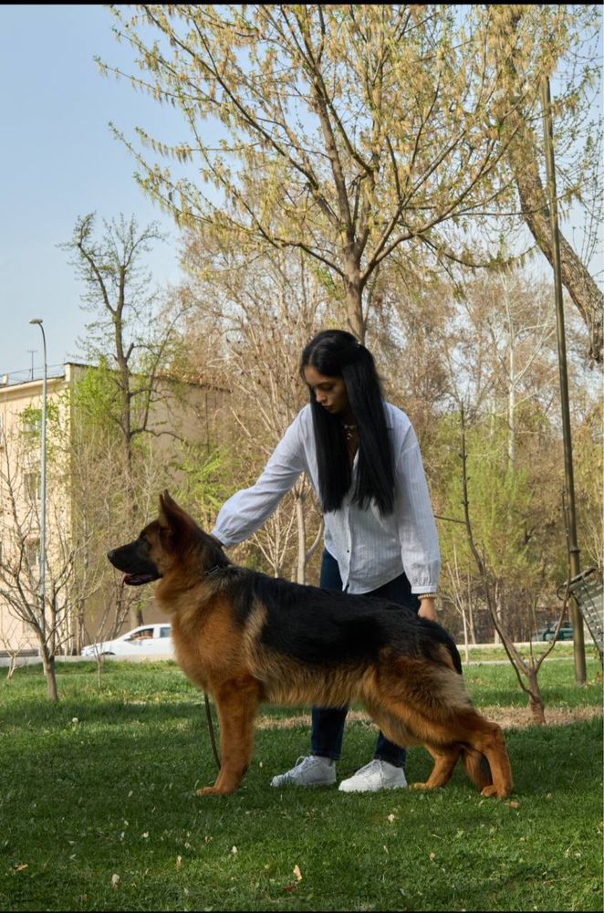 Предоставляю услуги хэндлера и кинолога
