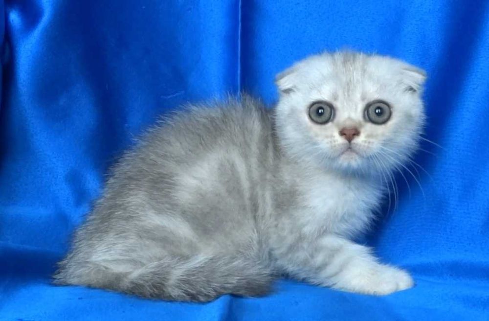 Британско и Шотландски късокосмести котенца