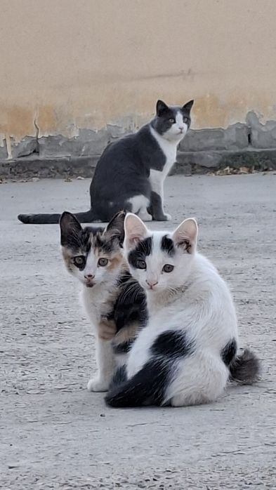 Отдаём котят в добрые руки