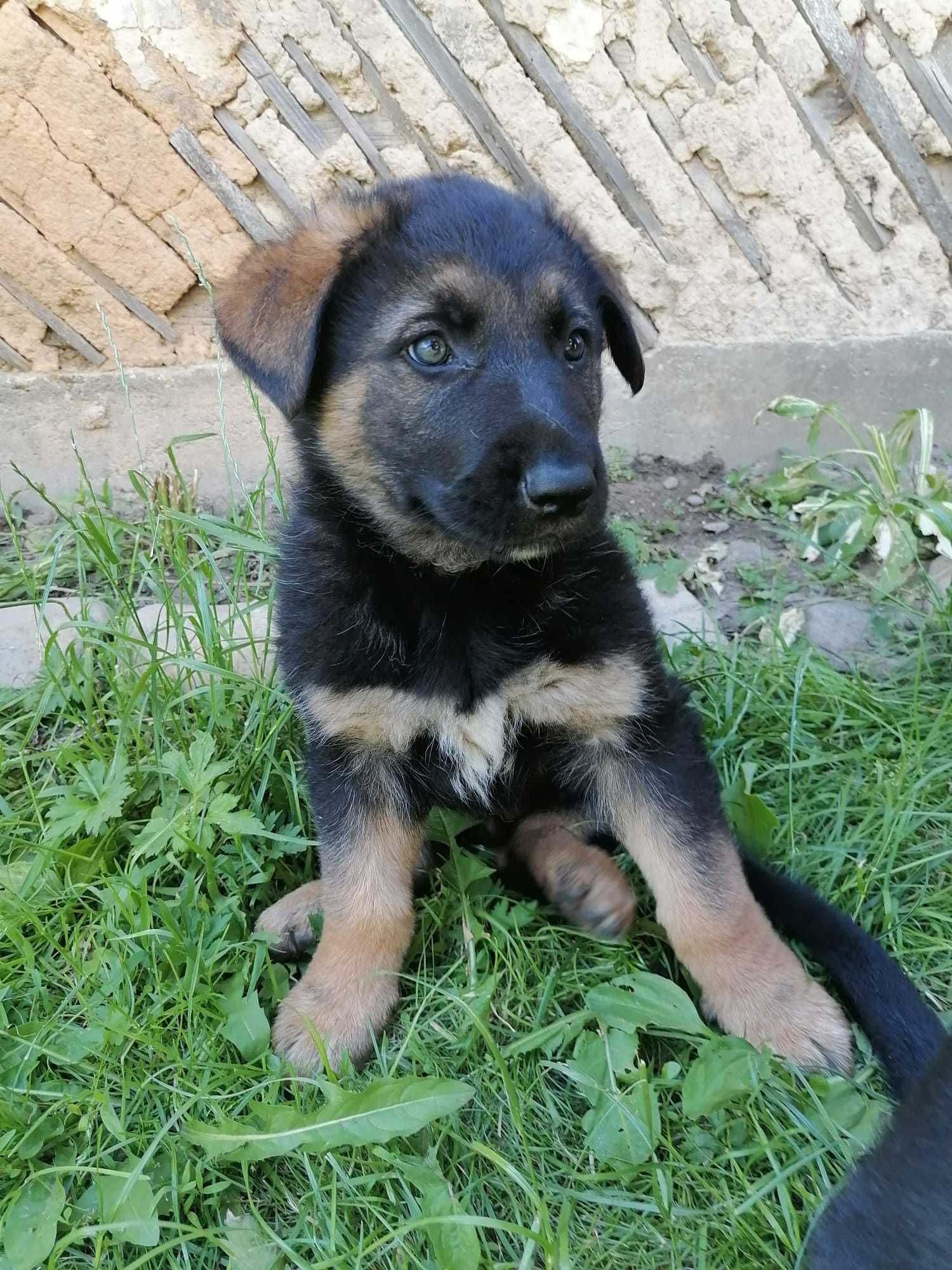 Adopție pui de câine masculi
