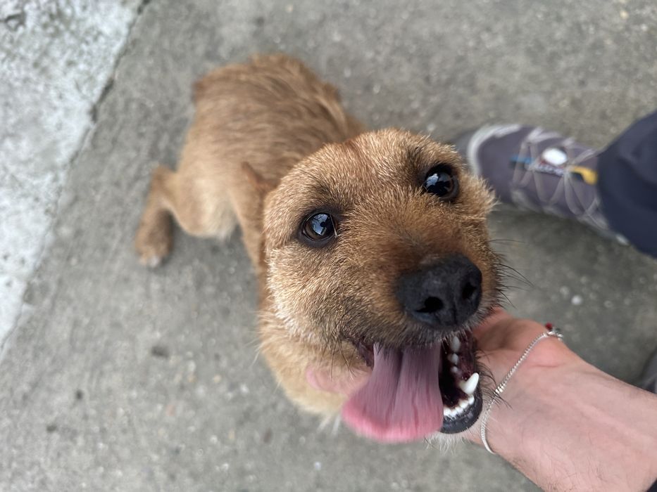 Мъжко куче териер