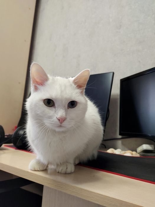 Отдам кота в добрые руки