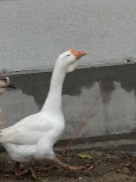 Gâște metis holmogor