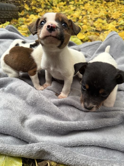 Продават се 5 бебета Джак Ръсел териери