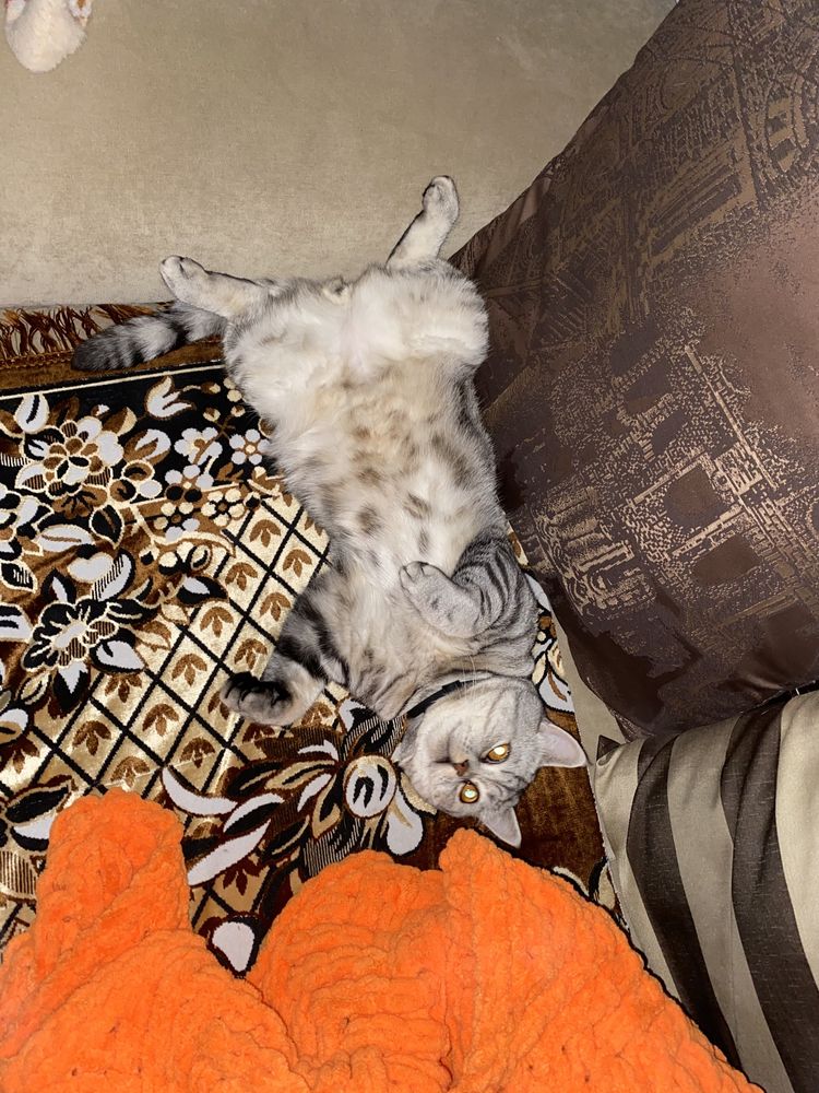 Кот шотландский вязка!