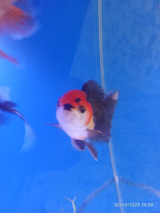 Privaznoy aranda baligi