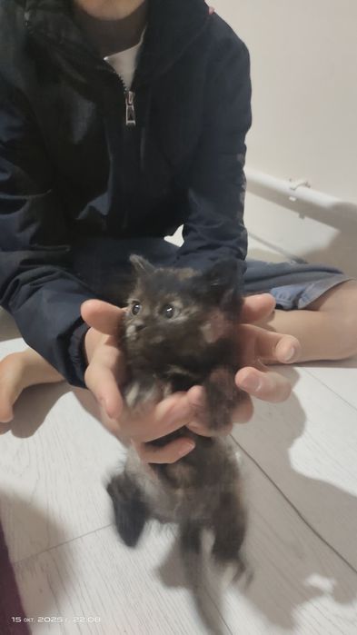 Кошка серая бесплатно