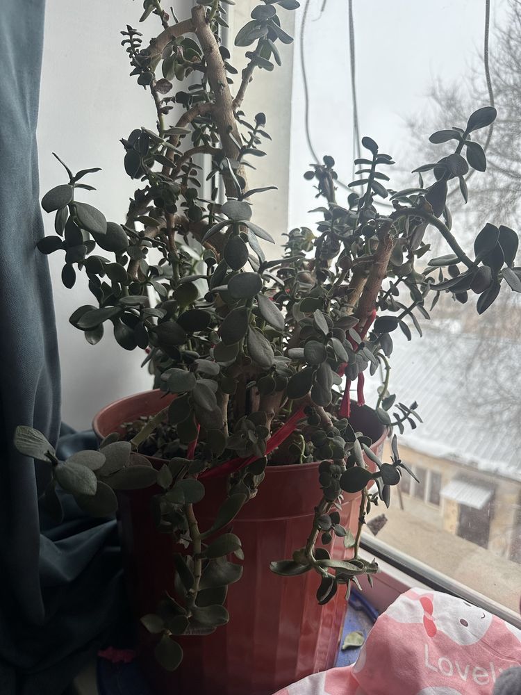 Денежное дерево, цветы