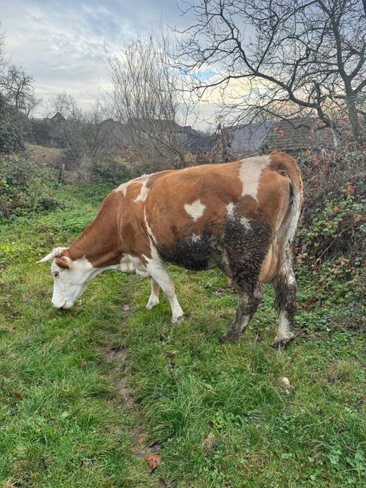 Vand vacă în vârstă de 7 ani , gestantă în 3 luni cu belgian