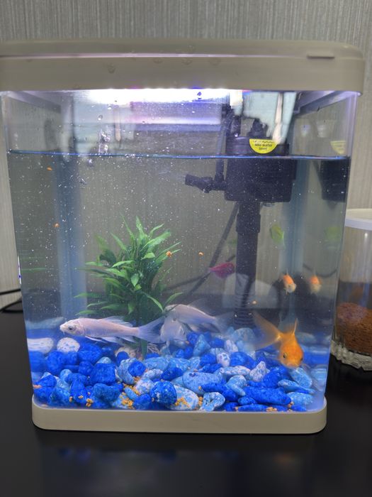 akvarium va baliqlar sotiladi