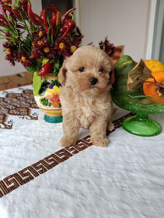 Малтипу(бебета)Малтипу