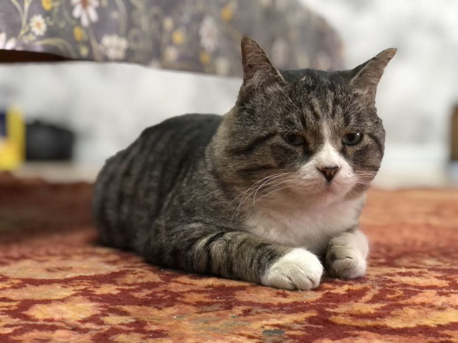 отдам взрослого кота ))