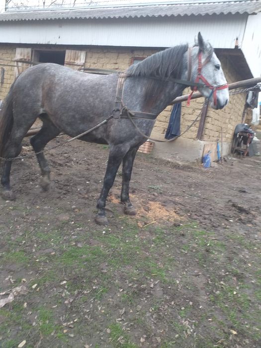 Iapa de 4 ani de vanzare