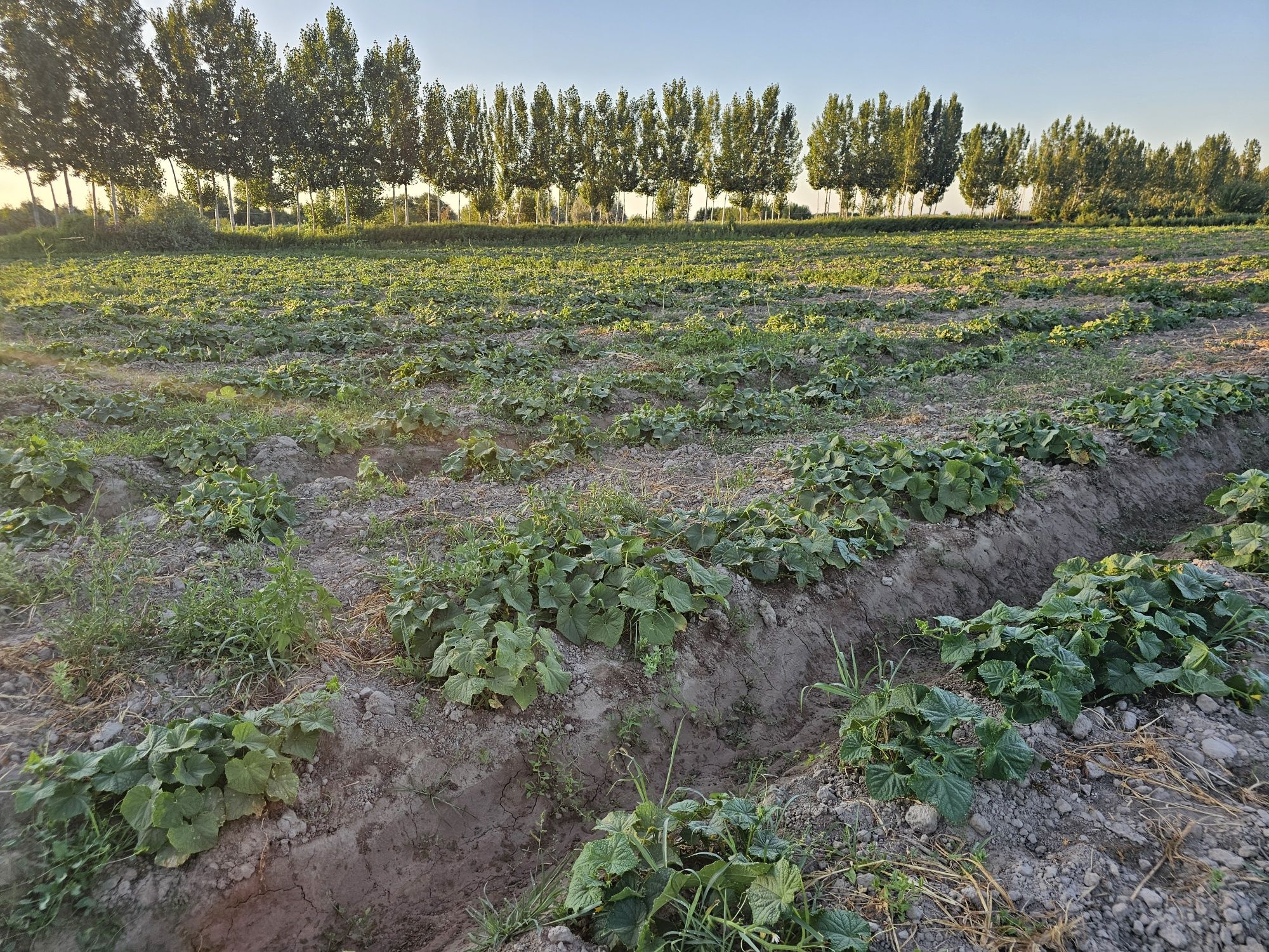Продоётся сельхоз земля  , хауыз для рыбохоза11 гктр
