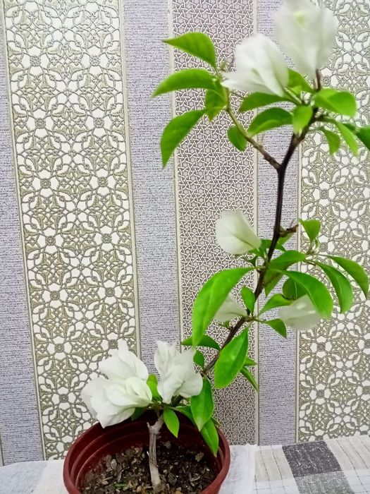 Hilma hil gullar tabiy uy sharoyitida osgan.