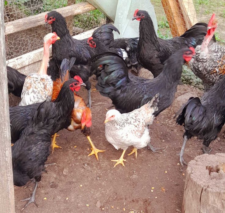 Găini și cocoși de vânzare