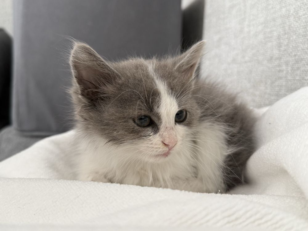 котёнок девочка в добрые руки
