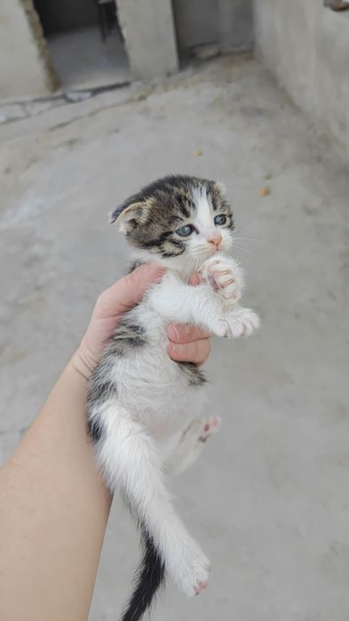 Продаются котята, возраст  1 -месяц  больше, породистые