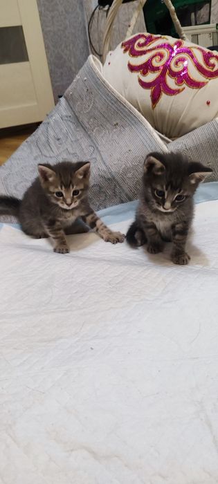 Отдам добрые руки