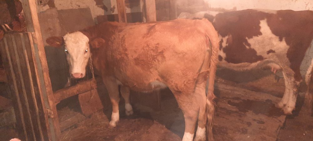 Кашар   сатылады