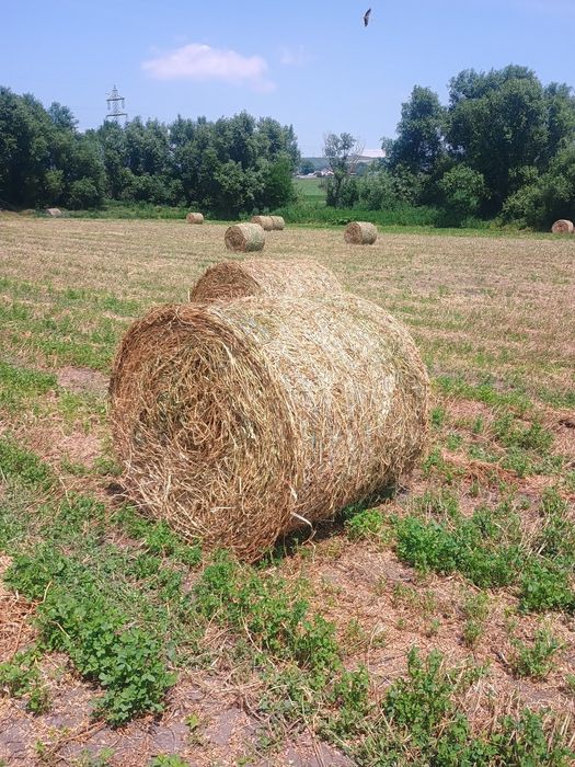Baloți lucerna rotunzi